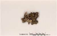 藏品(粉芽裸緣梅衣)的圖片